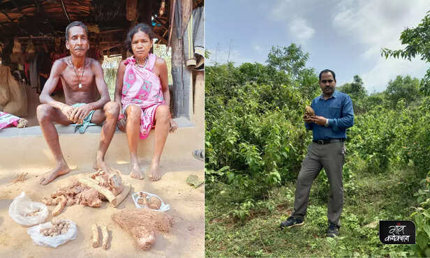 368719-wild-yam-cookies-snacks-tribal-community-koraput-orissa-kondh-paroja-bhumia-bhatras-duruas-tribal-communities-1