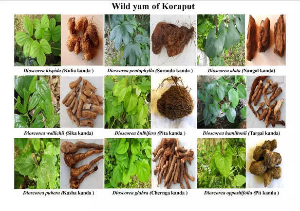 368722-wild-yam-cookies-snacks-tribal-community-koraput-orissa-kondh-paroja-bhumia-bhatras-duruas-tribal-communities-1