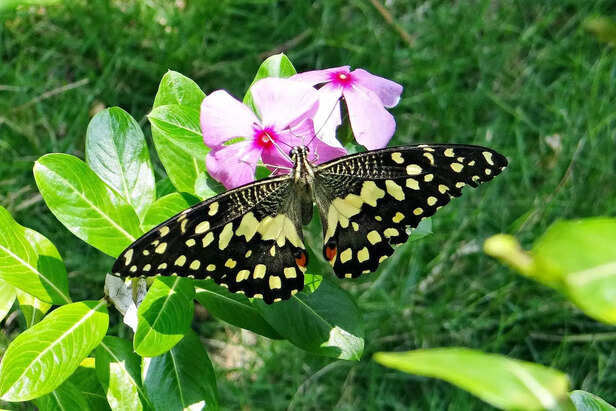 354800-india-35-butterfly-species-are-in-danger-of-existence-2