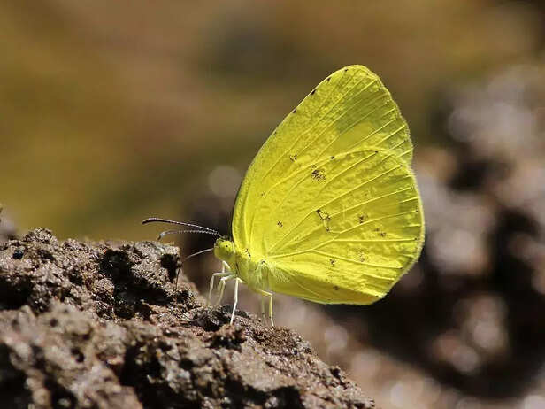 354799-india-35-butterfly-species-are-in-danger-of-existence-4