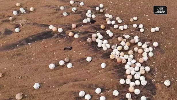 359580-cyclone-asani-impact-olive-ridley-turtle-eggs-rushikulya-odisha-endangered-species-4