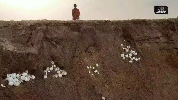 359581-cyclone-asani-impact-olive-ridley-turtle-eggs-rushikulya-odisha-endangered-species-1