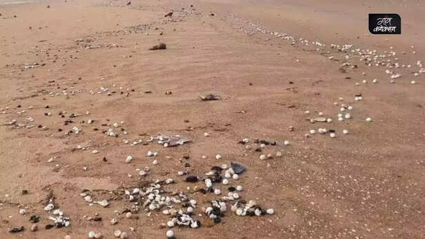 359582-cyclone-asani-impact-olive-ridley-turtle-eggs-rushikulya-odisha-endangered-species-2