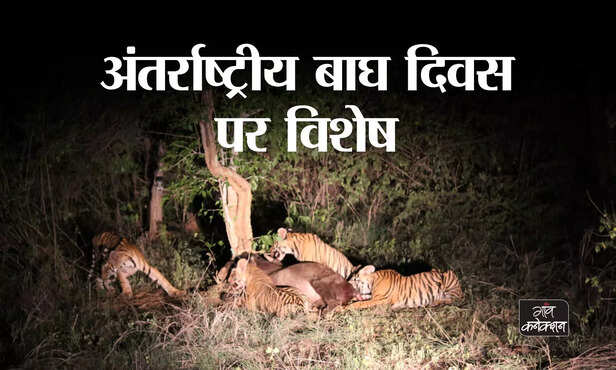 354680-story-of-4-small-tiger-cubs-of-panna-tiger-reserve-on-international-tiger-day