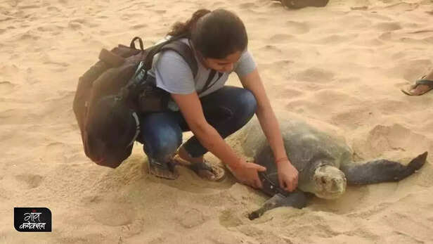 358789-zoological-survey-of-india-tags-6500-olive-ridley-sea-turtles-endangered-species-odisha-4