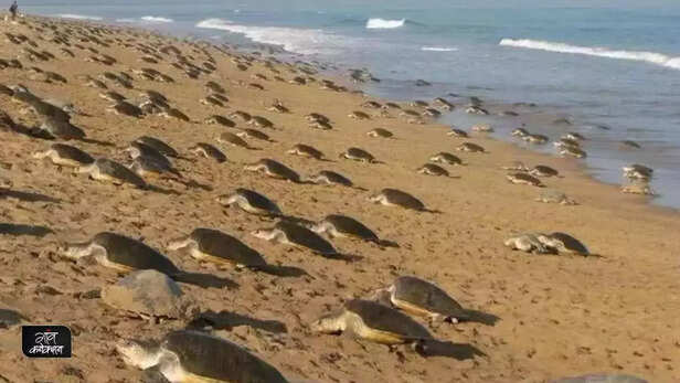 358790-zoological-survey-of-india-tags-6500-olive-ridley-sea-turtles-endangered-species-odisha-2