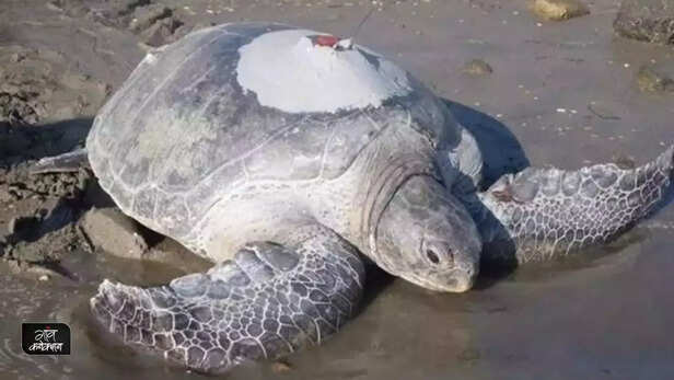 358791-zoological-survey-of-india-tags-6500-olive-ridley-sea-turtles-endangered-species-odisha-3