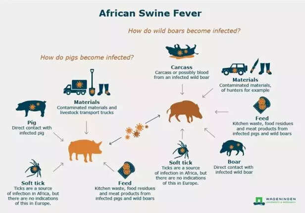 354608-african-swine-fever