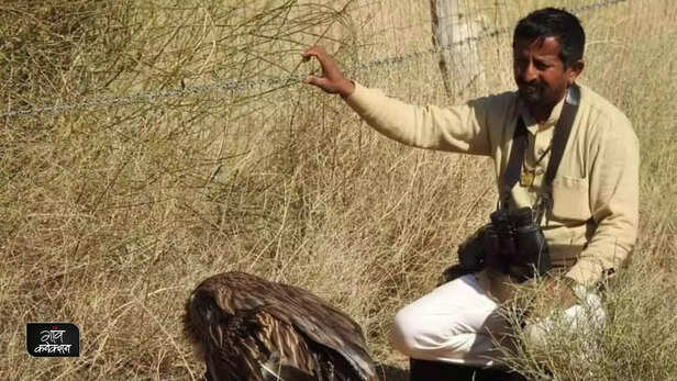 358688-great-indian-bustard-extinction-jaisalmer-rajasthan-endangered-species-camel-3