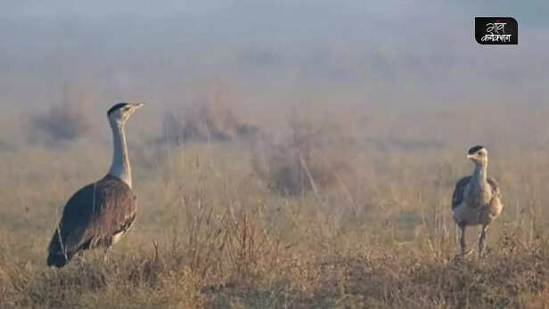 358689-great-indian-bustard-extinction-jaisalmer-rajasthan-endangered-species-camel-7