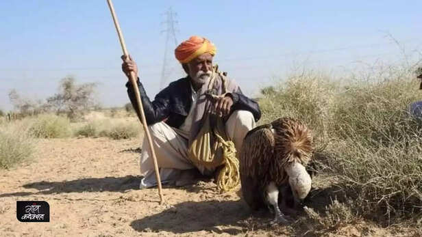 358690-great-indian-bustard-extinction-jaisalmer-rajasthan-endangered-species-camel-4
