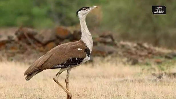 358692-great-indian-bustard-extinction-jaisalmer-rajasthan-endangered-species-camel-6