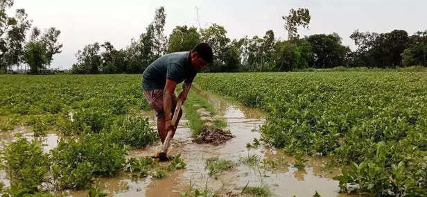 353786-mentha-crop-ruined-due-to-waterlogging-due-to-excessive-rain