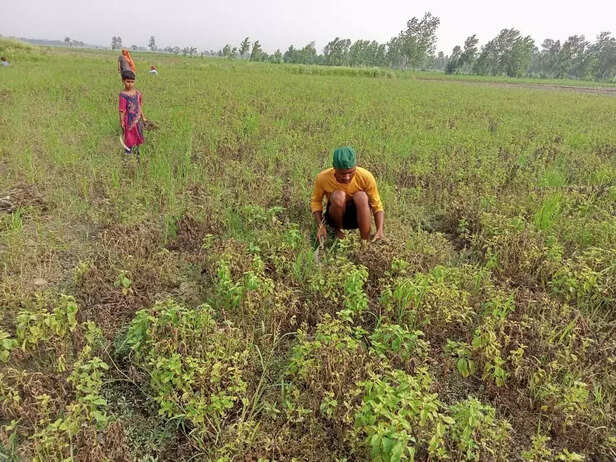 353787-mentha-crop-damage