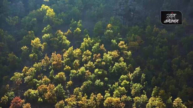 356498-tamilnadu-forest-nilgiris-environment-climate-change-wildlife-conservation-cop26-3