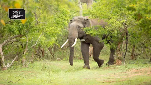 356499-tamilnadu-forest-nilgiris-environment-climate-change-wildlife-conservation-cop26-1