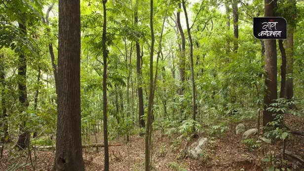 356500-tamilnadu-forest-nilgiris-environment-climate-change-wildlife-conservation-cop26-2