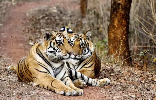 356313-two-brothers-tiger