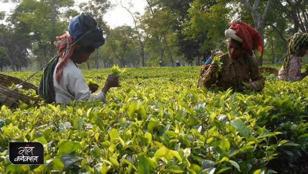 355702-corona-virus-women-tea-workers-mental-health-covid19-assam-pregnancy-vaccination-gaon-connection-3