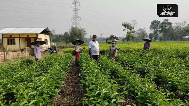 355703-corona-virus-women-tea-workers-mental-health-covid19-assam-pregnancy-vaccination-gaon-connection-1