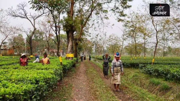 355705-corona-virus-women-tea-workers-mental-health-covid19-assam-pregnancy-vaccination-gaon-connection-4