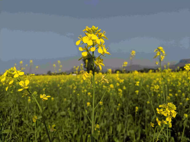 357803-production-of-food-grains-including-wheat-rice-in-the-country-scaled