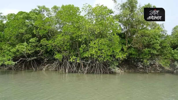 355218-mangrove-sundarban-west-bengal-environment-tree-plantation-women-empowerment-climate-change-cyclones-7