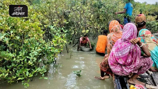 355219-mangrove-sundarban-west-bengal-environment-tree-plantation-women-empowerment-climate-change-cyclones-5