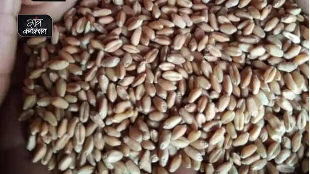 356562-traditional-wheat-variety-gajdi-cultivation-anuppur-madhya-pradesh-farmers-gaon-connection-1