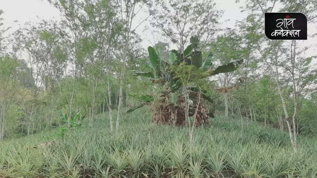 355071-traditional-pineapple-agroforestry-systems-climate-change-biodiversity-loss-hmar-tribe-assam-3
