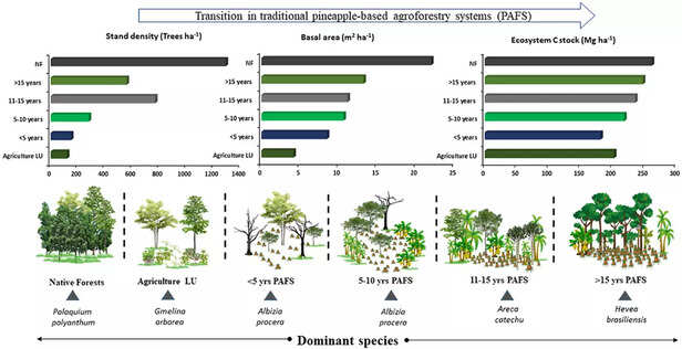 355072-traditional-pineapple-agroforestry-systems-climate-change-biodiversity-loss-hmar-tribe-assam-1