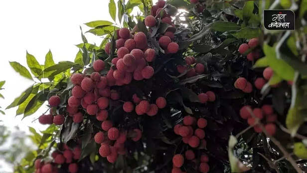 354979-fish-feed-litchi-seed-waste-fresh-water-fish-farming-pusa-agricultural-university-2