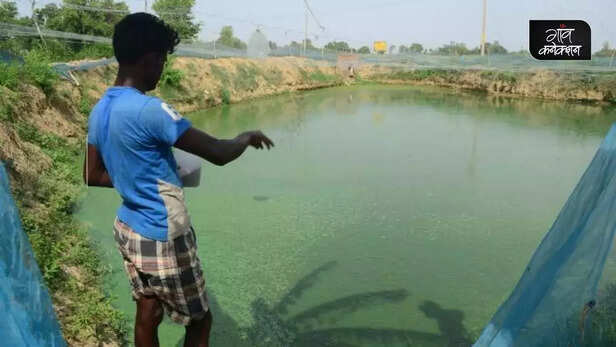 354984-fish-feed-litchi-seed-waste-fresh-water-fish-farming-pusa-agricultural-university-3