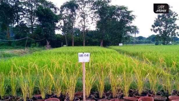 353961-wheat-and-rice-are-losing-nutrients-like-zinc-and-iron-malnutrition-nutrients-climate-change-research-2