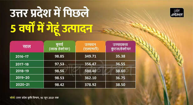 353849-wheat-production-area-and-productivity-figures-in-the-last-5-years-in-uttar-pradesh-2021-21-news-in-hindi-scaled