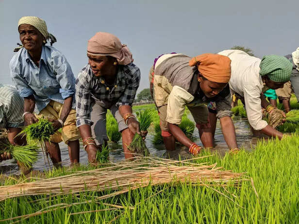 355571-whatsapp-image-2021-08-02-at-123117