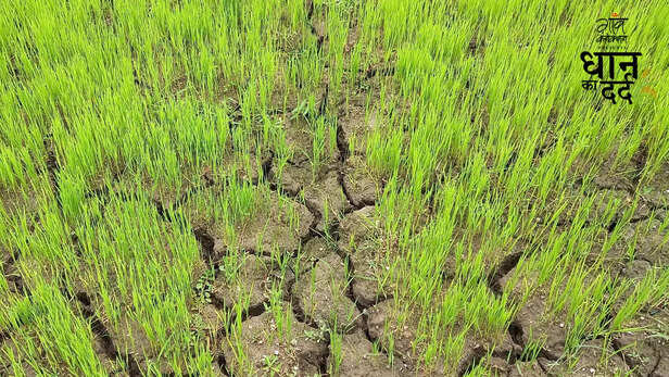 361002-bangladesh-paddy-production-aman-dhan-drought-monsoon-rainfall-climate-change-10