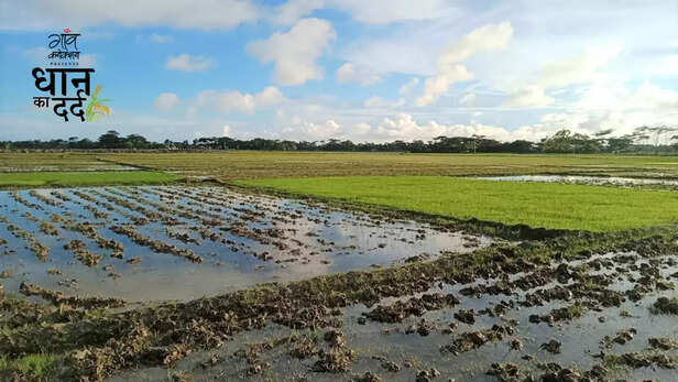 361003-bangladesh-paddy-production-aman-dhan-drought-monsoon-rainfall-climate-change-8