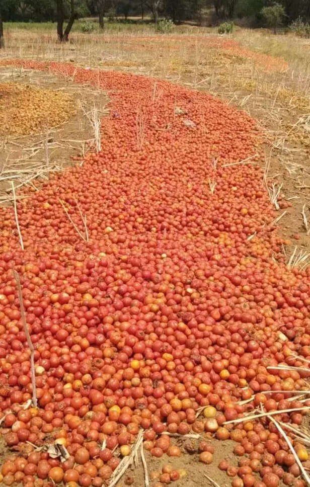 353091-tomato-rate-in-india