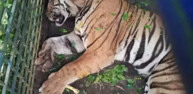 356217-mudumalai-tiger-reserve-national-park-tamil-nadu-forest-nilgiri-hills-gaon-connection-5