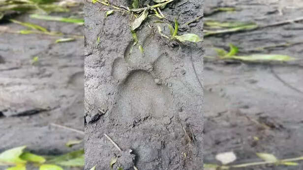 356218-mudumalai-tiger-reserve-national-park-tamil-nadu-forest-nilgiri-hills-gaon-connection-4