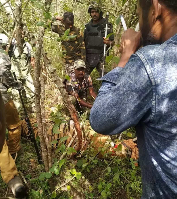 356221-mudumalai-tiger-reserve-national-park-tamil-nadu-forest-nilgiri-hills-gaon-connection-1