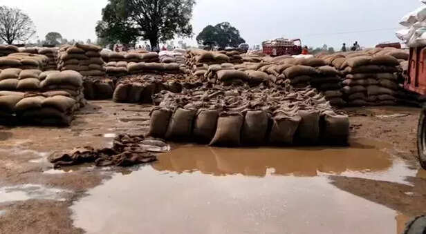 354747-rain-soaked-wheat-in-madhya-pradesh