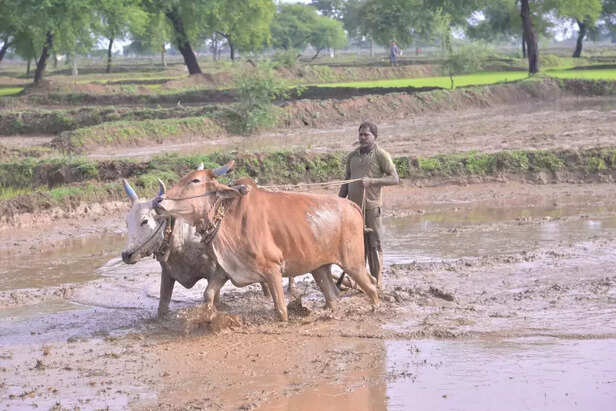 354750-img-20210802-wa0077