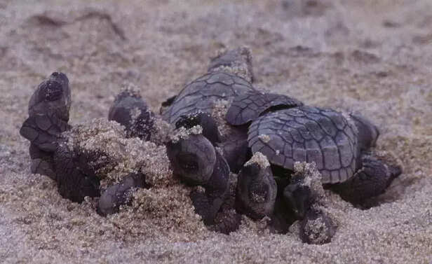 359549-olive-ridley-sea-turtles-odisha-egg-hatching-gahirmatha-marine-sanctuary-national-park-3