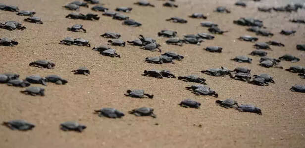 359550-olive-ridley-sea-turtles-odisha-egg-hatching-gahirmatha-marine-sanctuary-national-park-2