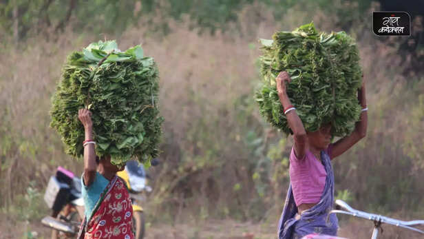 367435-sal-leaves-tribal-women-livelihood-bankura-west-bengal-gender-health-wildlife-1
