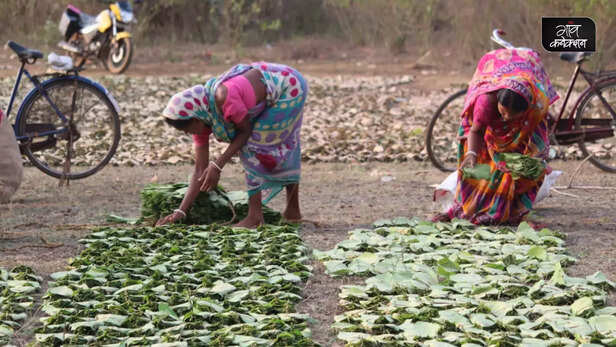 367436-sal-leaves-tribal-women-livelihood-bankura-west-bengal-gender-health-wildlife-2