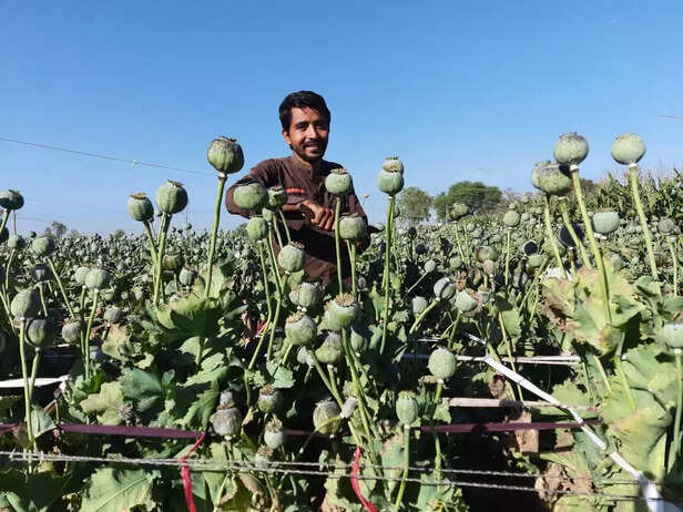 357060-afeem-ki-kheti-opium-farming-in-india