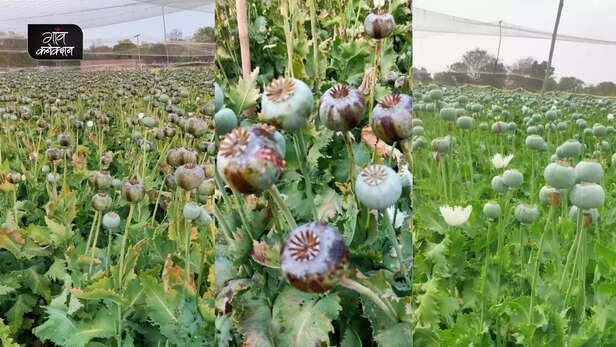357061-opium-cultivation-in-india-4